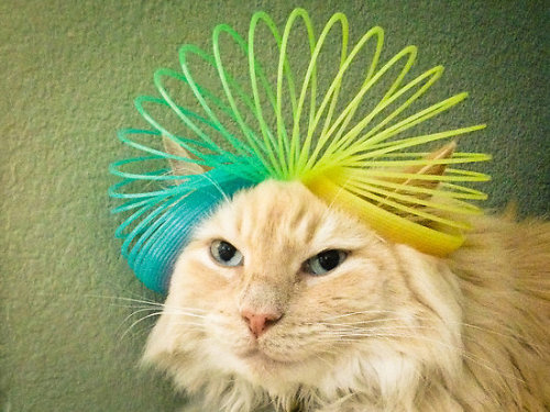 fantasticcatadventures:

it’s called fashion 

[Image: A longhaired cream tabby with a yellow and green Slinky on its head, with each end going over one ear.]