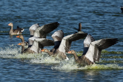 Pink-footed Geese land on a lake during the incoming tide