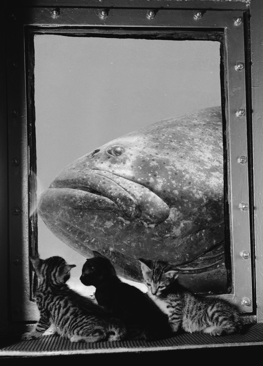 A grouper is examined by three kittens at Marineland in Florida, 1938.Photograph by Luis Marden, National Geographic