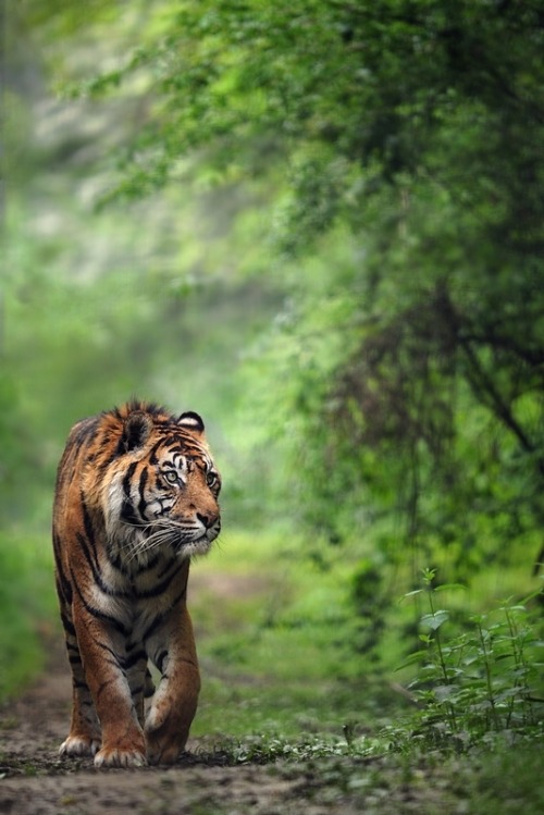 theanimalblog:

Sumatra Tiger.. Photo by Eric C