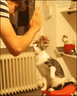 Cool cat high-fives. [video]