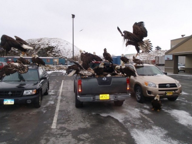 (via 40 bald eagles descend on a pickup while its owner is shopping [pic & video] - 22 Words)