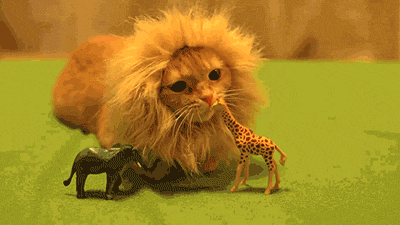 Cat wearing fake lion's mane hunting toy giraffe