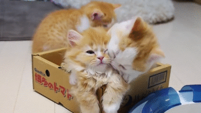 two kittens playing in a box gif