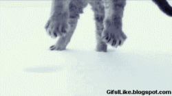 funny animals fat cat gif | WiffleGif