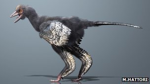 What may be the earliest creature yet discovered on the evolutionary line to birds has been unearthed in China.
The fossil animal, which retains impressions of feathers, is dated to be about 160 million years old.
Scientists have given it the name Aurornis, which means &#8220;dawn bird&#8221;. The significance of the find, they tell Nature magazine, is that it helps simplify not only our understanding for how birds emerged from dinosaurs but also for how powered flight originated.
Aurornis xui, to give it its full name, is preserved in a shale slab pulled from the famous fossil beds of Liaoning Province.
About 50cm tail to beak, the animal has very primitive skeletal features that put it right at the base of the avialans - the group that includes birds and their close relatives since the divergence from dinosaurs. (via BBC News - Archaeopteryx restored in fossil reshuffle)