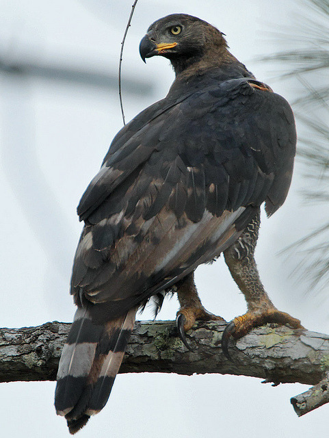 fairy-wren:

african crowned eagle
(photo)
