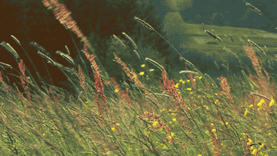 Afbeeldingsresultaat voor whispering grass gif