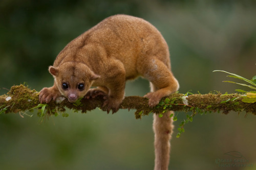 Kinkajou, Potos flavus
there&#8217;s a special on procyonids this week.:3 Cousin of the olingo, the Kinkajou lives in the tropical forests of Central and South America, where they spend most of their time in the trees. They are able to turn their feet backwards to run easily in either direction along branches or up and down trunks. The kinkajou also has a prehensile tail that it uses much like another arm. Kinkajous often hang from this incredible tail, which also aids their balance and serves as a cozy blanket while the animal sleeps high in the canopy.
Kinkajous are sometimes called honey bears because they raid bees&#8217; nests. They use their long, skinny tongues to slurp honey from a hive, and also to remove insects like termites from their nests. Kinkajous also eat fruit and small mammals, which they snare with their nimble front paws and sharp claws. They roam and eat at night, and return each morning to sleep in previously used tree holes. Kinkajous form treetop groups and share social interactions such as reciprocal grooming. They are vocal animals—though seldom seen, they are often heard screeching and barking in the tropical forest canopy.
Female kinkajous give birth to one offspring in spring or summer. The baby is born with its eyes shut and cannot see for a month. It develops quickly, however, and by the end of the second month, it is already able to hang upside down from its tail.(x)