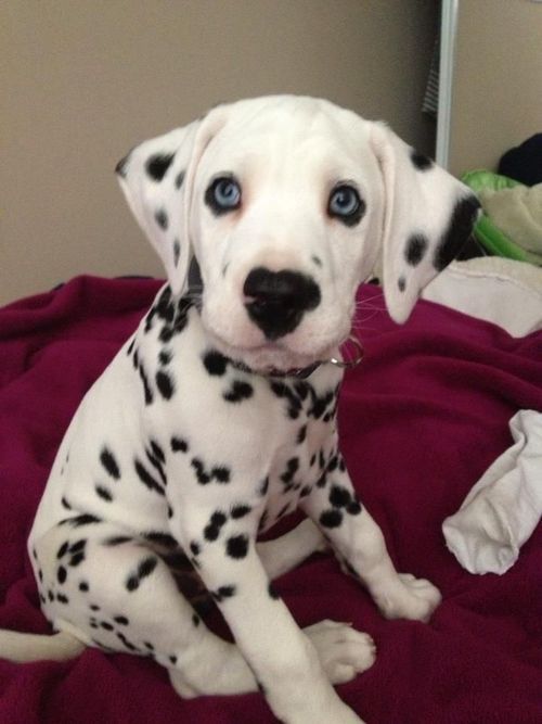Dalmatian Puppy! / Animals