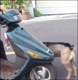 Dog excited about his scooter ride. [video]