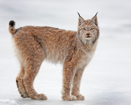 smithsonianmag:


Photo of the Day: A beautiful Lynx in the Snow
An Editors’ Pick from our 2012 Photo Contest.
Photo by Ken Conger (Lanexa, VA); Denali National Park, Alaska
