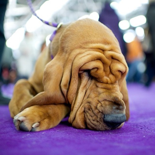 Rocket Man, Bloodhound, 138th Westminster Kennel Club Dog Show