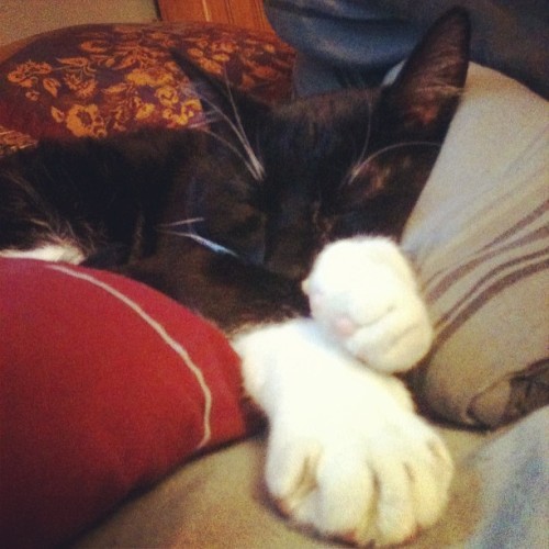 Eli! #cat  #catsofinstagram