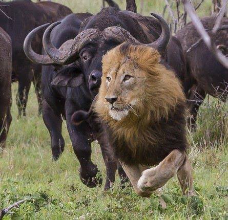 funnywildlife:

Cape buffaloes chasing a lion
