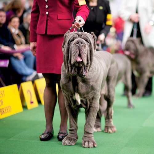Paparazzi, Neapolitan Mastiff (Best of Breed Winner), 138th Westminster Kennel Club Dog Show