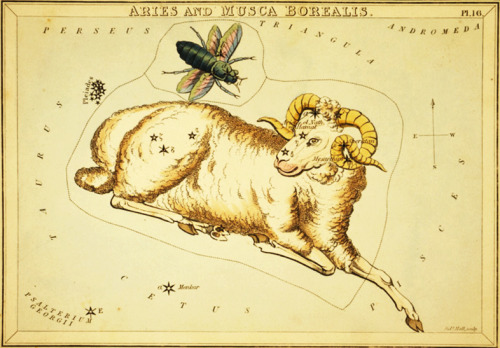 Aries and musca borealis - astronomical chart showing a ram and a fly forming the constellations. Illustration in: A familiar treatise on astronomy …  / Jehoshaphat Aspin. London : 1825, pl. 16.