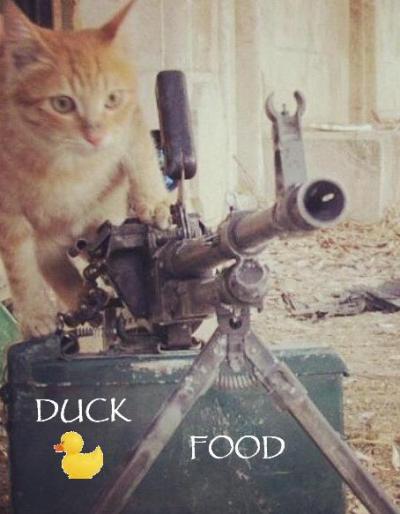 Islamic Front Kittens
