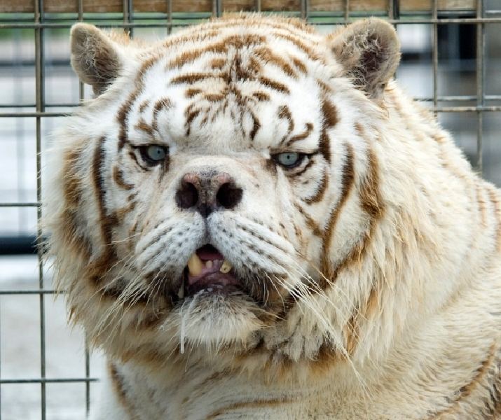 Harimau Putih yang Sindrom Down
