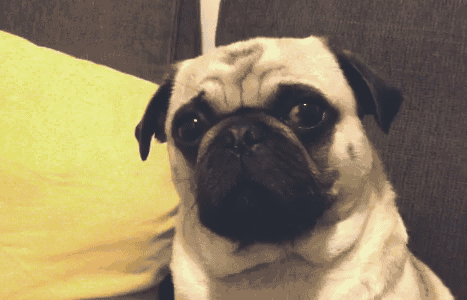 25 Awesome And Funny Animal GIFs