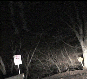 black and white apparitions gif