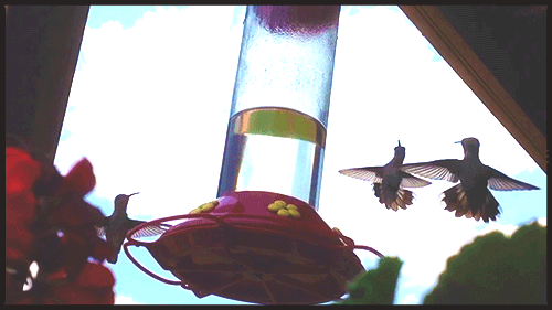 hummingbird animated gif | WiffleGif