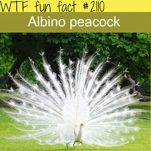 Albino Peacock pictures - WTF fun fact