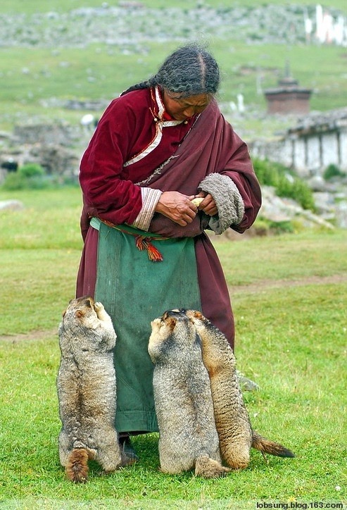 lunacylover:

Tibetan woman feeding marmots

