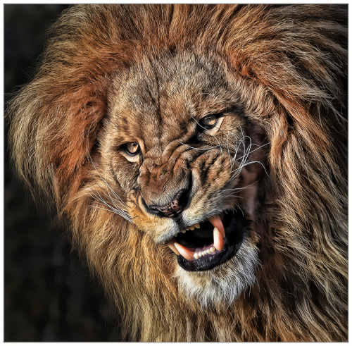 phototoartguy:

Don’t you dare to put this on 500px! by Klaus Wiese.
Thank You, Klaus!
wiese.500px
Source: 500px.com
