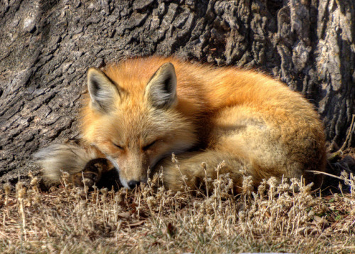transylvanialand:

Sleeping Fox 2 by Rudi Nuissl on Flickr.
