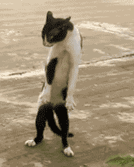 Flirty Cats Trying To Pick You Up