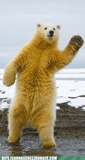 dancing polar bear dancing bear gif | WiffleGif