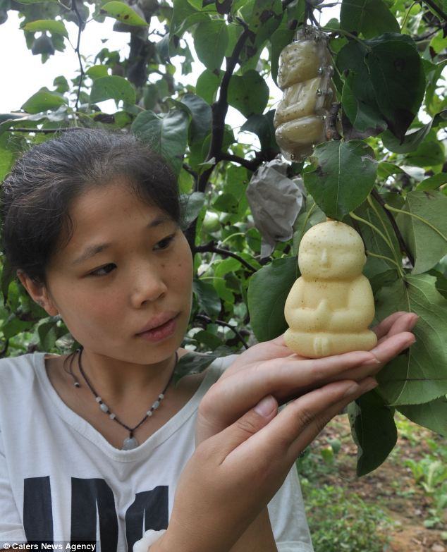 (via Chinese orchard growing pears in the image of Buddha | Mail Online)