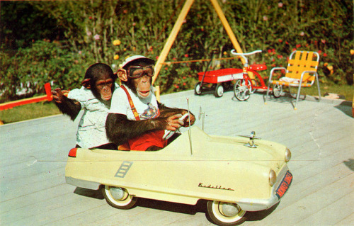 joy_ride_monkey_jungle_miami_FL by it’s better than bad on Flickr.
