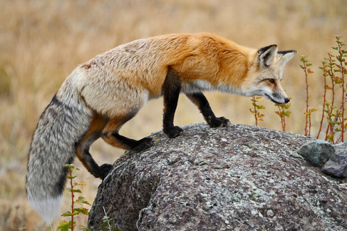 Prowling Fox by Ross Forsyth - tigerfastimagery on Flickr.