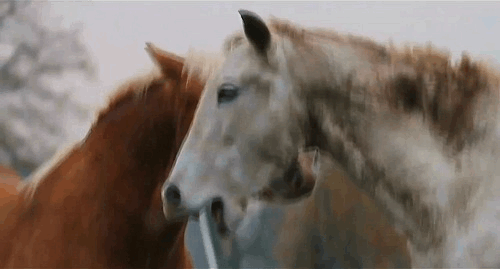 Výsledek obrázku pro gify koně