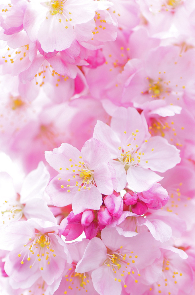 deoxify:

Happy Spring (by *Sakura*)
