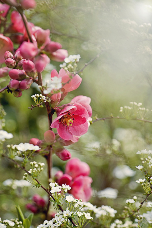 kerovous:

Flowering Quince by Jacky Parker on Flickr.
