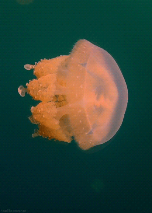 A golden jellyfish (Wonders of Life - BBC)