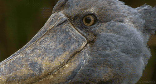 A shoebill (Africa - BBC)