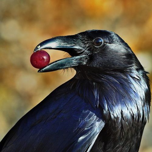 necronosferatusxanctus:

Northern raven - Corvus Corax ♥♥
