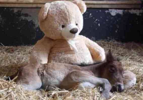 (via All Babies Need A Teddy Bear — Even Horses)