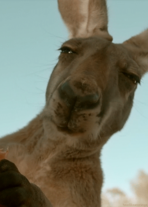 headlikeanorange:

A red kangaroo (Natural World - BBC)
