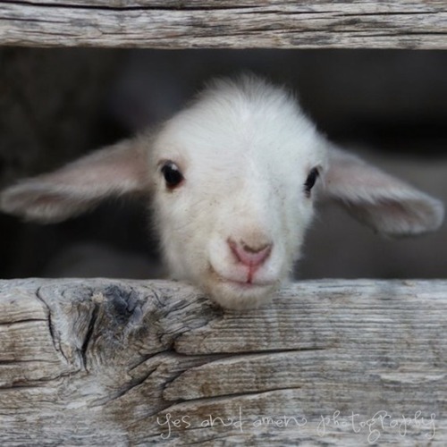 pictureperfectforyou:

(via hello world fine lamb photography and so farm fresh door YesandAmen)
