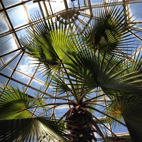 #greenhouse #consevatory #nursery #windmillpalmtree #palmtree #architecture #love #instagood #me #tbt #cute #photooftheday #instamod #iphonesia #picoftheday #igers #tweegram #beautiful #instadaily #instagramhub #follow #iphoneonly #igdaily #bestoftheday