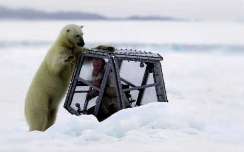 (via Cameraman Comes Face-to-Face with Hungry Polar Bears » Design You Trust – Design Blog and Community)