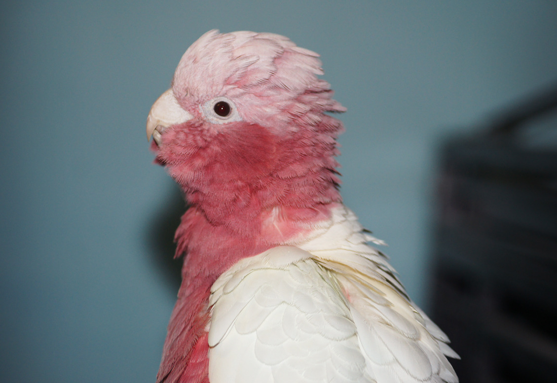 Price Of Lutino Galah In Us Parrot Forum Parrot Owner S Community,Barbacoa Meat