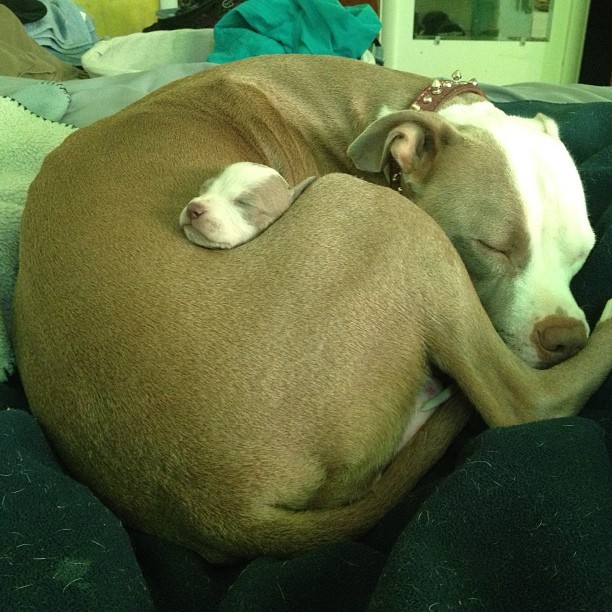 aplacetolovedogs:

alljackedup
Such a good mama
