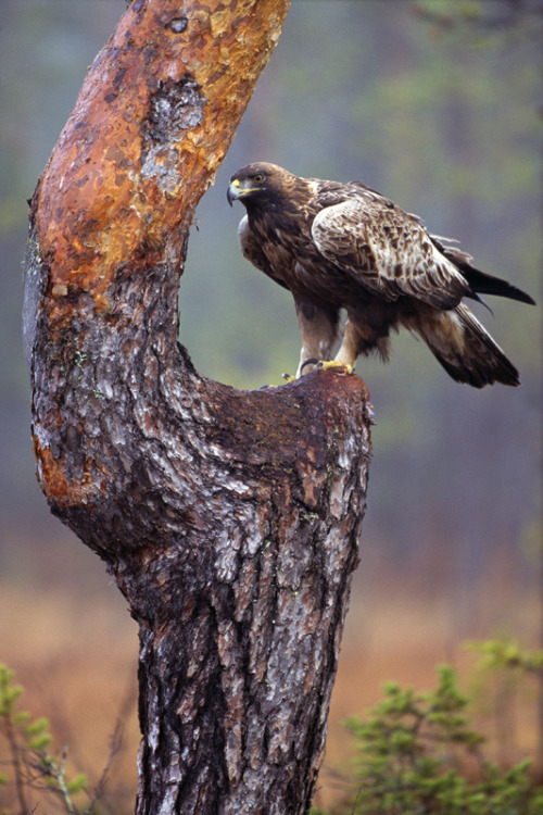peregrineinastoop:

Golden Eagle by Conny Lumdstrom
