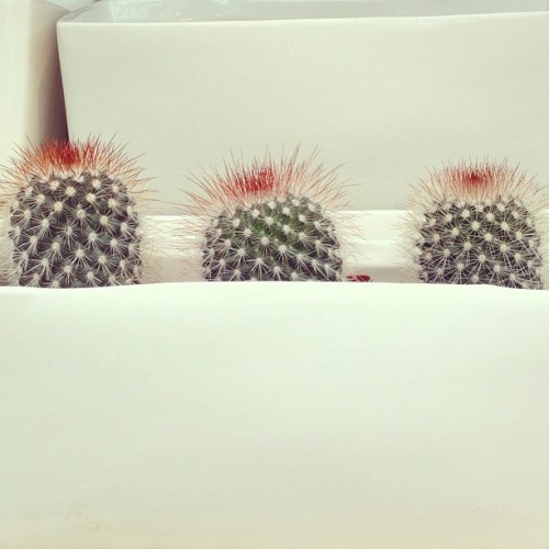 #cactus #succulents #succulent #garden #gardenstore #plants #cute #cacti
